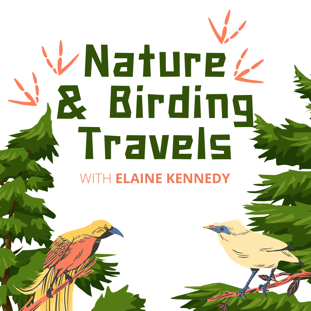 Nature & Birding Travels with Elaine Kennedy