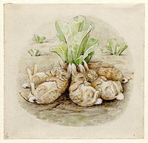 6 bunnies sleeping against a head of cabbage