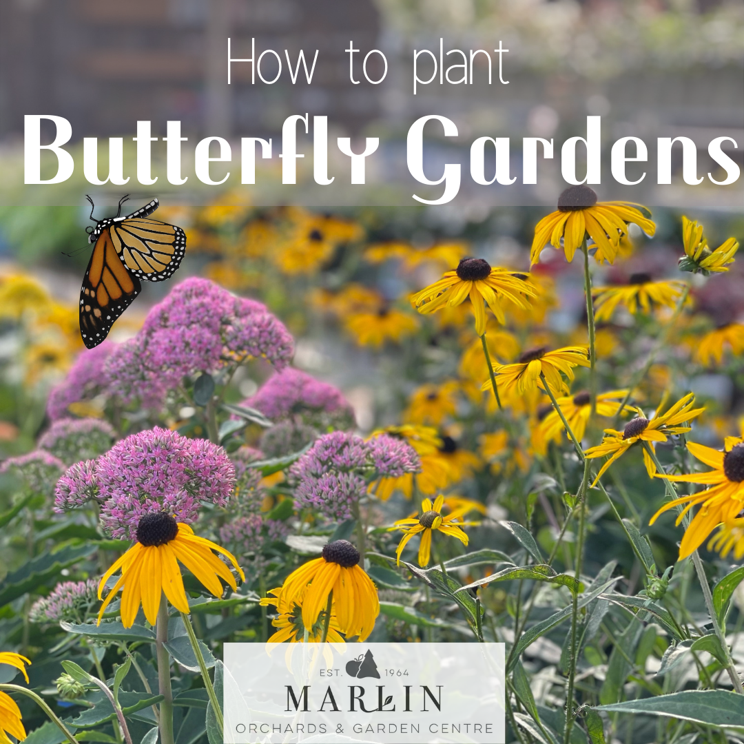Butterfly Garden